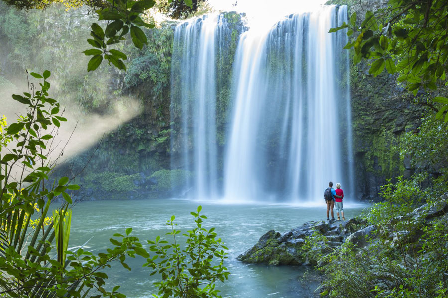 Whangarei Falls plunging 26 metres into a circular pool surrounded by native bush, Northland New Zealand